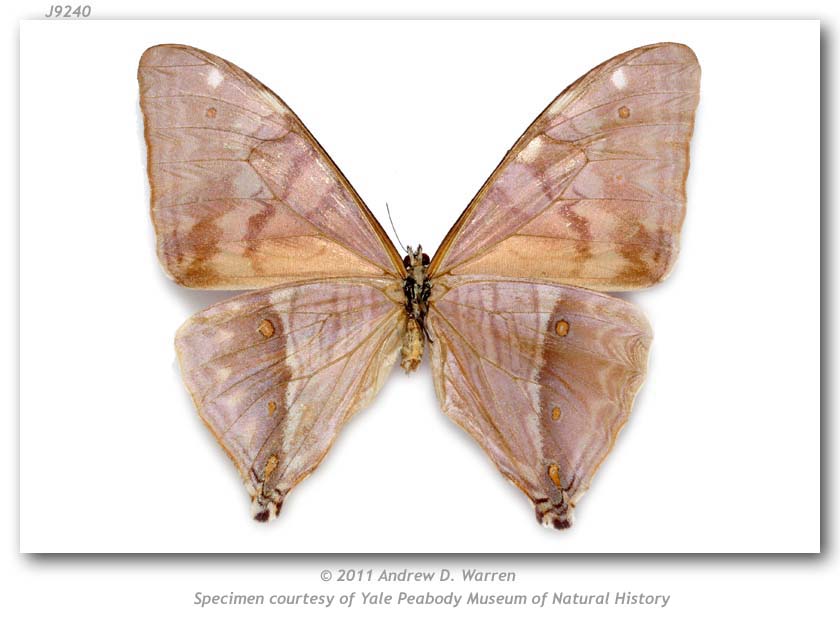 Morpho aega (mosaic gynandromorph, verso, Santa Catarina, Brazil, 4-1955 PMNH) (Internet Image property of respective owner, non-commercial use only)
